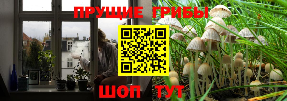 Псилоцибиновые грибы GOLDEN TEACHER Лениногорск